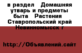  в раздел : Домашняя утварь и предметы быта » Растения . Ставропольский край,Невинномысск г.